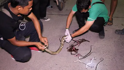 กู้ภัยช่วยทำคลอดงู ถูกรถทับรีบเบ่งลูก ตาย 12 รอด 1 ชี้เป็นสัญชาตญาณแม่