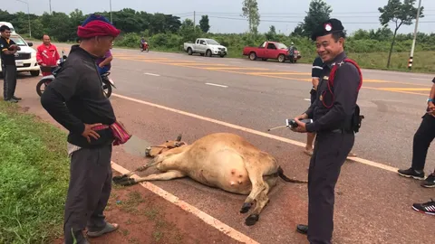 เก๋งเบรกไม่ทัน ชนวัวท้องแก่ตัดหน้าดับ ชาวบ้านประมูลซาก ช่วยค่าซ่อมรถ