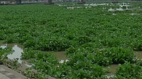 จัดตั้งชมรมคนริมน้ำ แก้ผักตบลาดกระบัง