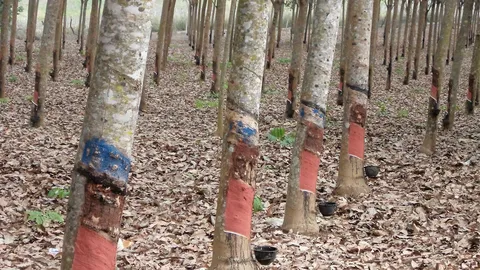 กยท.วิ่งสู้ฟัดราคายาง