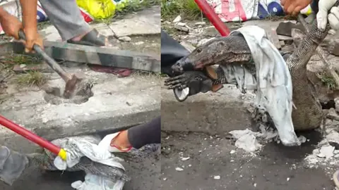 ช่วยด้วยพุงติด! ตัวเงินตัวทองขนาดใหญ่คาอยู่ปากท่อระบายน้ำนครนายก (คลิป)