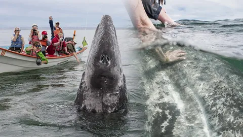 ใกล้จนเอื้อมมือจับได้! ชมภาพชุดวาฬสีเทายักษ์สุดเชื่องขอใกล้ชิดมนุษย์