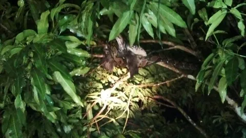 กู้ภัยพังงาฝ่าราตรี ปีนต้นไม้ช่วยไก่ถูกงูเหลือมรัด รอดหวุดหวิด