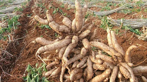 พาณิชย์ เร่งสร้างมูลค่ามันสำปะหลัง ยกระดับเป็นอาหารแปรรูป