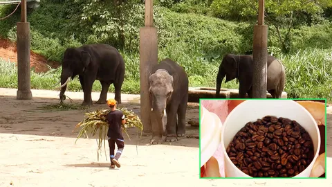 ขี้ชะมดหลบไป! ต้องเจอกาแฟ ขี้ช้าง ขายแพงแก้วละ 1,500 ต่างชาติแห่ชิม (คลิป)