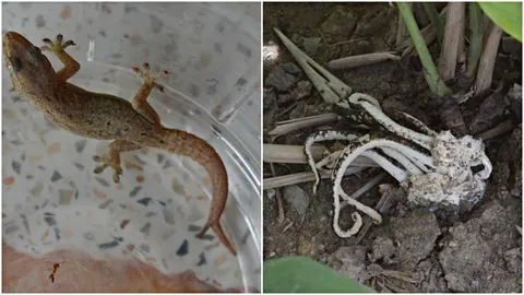 จดเลขด่วน! โชค 2 ชั้น บ้านพบเห็ดปลาหมึก เจอจิ้งจก 2 หาง คนรักหวยทะลัก