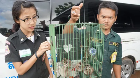 หาคนช่วยเลี้ยง ลูกนกเป็ดน้ำ 5 ตัว แม่พาเดินข้ามถนน ก่อนตกใจบินหนี 