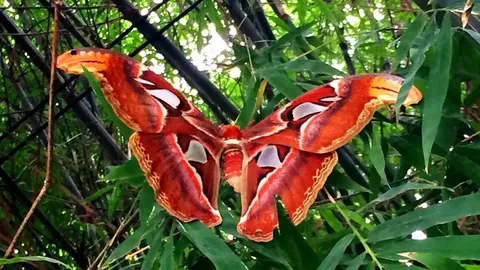 พบผีเสื้อยักษ์ ที่วังน้ำเขียว ขนาดเส้นผ่านศูนย์กลาง 30 เซนติเมตร (คลิป)