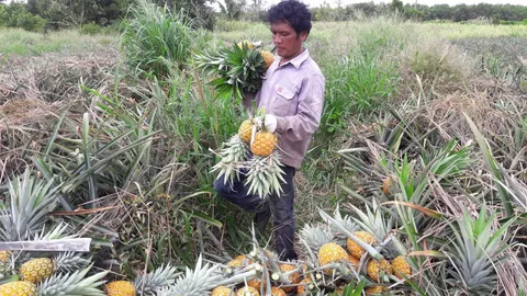 ชาวสวนประจวบฯ อัดสับปะรด 'สยามโกลด์' ราคาขายไม่ดี ต้องปล่อยเน่าคาต้น