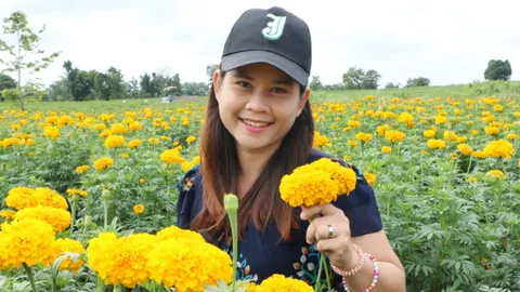 ดาวเรืองสุดฮอต ราคาพุ่งสูงเป็นประวัติการณ์ ตกดอกละ 3.50 บาท 