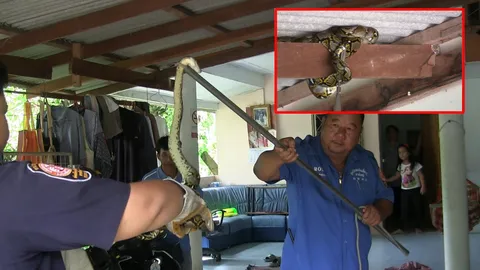 หมาเห่างูเหลือมเลื้อยซุกหลังคา เจ้าบ้านผวา แมวหาย 2 ตัว เชื่อโดนเขมือบ