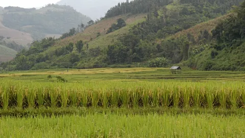 โพล เผยเกษตรกรปลูกข้าวร่วมกับพืชอื่นๆ มีเงินเก็บเดือนละ 5 พันกว่าบาท