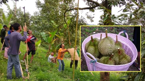 ล้างคอรอคอย หมอนทองคลองลอย ลอตแรกมาแล้ว แน่นๆ เต็มพูแบบฉบับทุเรียนใต้ 