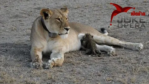 ลูกเสือดาวดูดนมแม่สิงโต