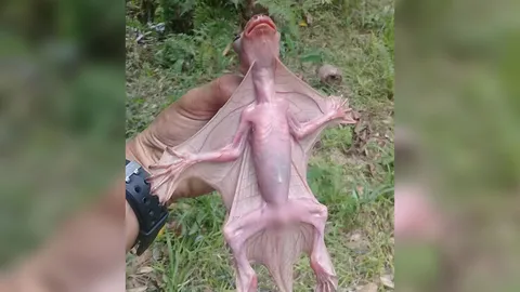 ตัวอะไรกันแน่? สัตว์ปริศนา หน้าตาประหลาด มีเสียงเหมือนคนร้องไห้ 