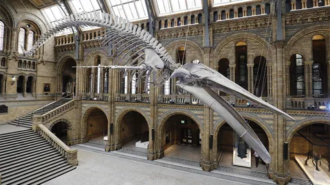 วาฬโฮปที่พิพิธภัณฑ์ประวัติศาสตร์ธรรมชาติเมืองผู้ดี 