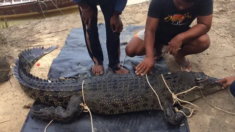 ระวังไอ้เข้!! เจอแล้ว 1 ขนาดเบิ้มถูกยิงตาย อีกตัวยังอยู่ในคลองกระบี่ (คลิป)