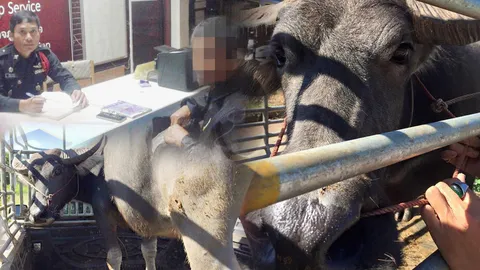 แบบนี้ได้เหรอ? ไถ่ชีวิต เจ้าบุญรอด กลับถูกขาย ประมูลกับโรงเชือด เร่งดำเนินคดี