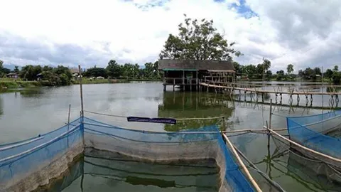 แม่โจ้เปิดสูตร อาหารปลาบึก ช่วยลดต้นทุน 20 %