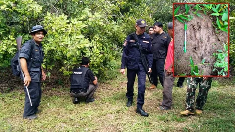 ตามล่าหมี บุกสวนผลไม้ที่น่าน ยังไม่เจอตัว ทิ้งรอยเท้าไว้ต่างหน้า