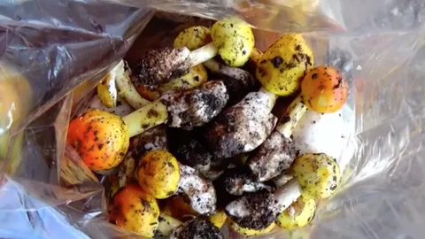 เห็ดโคนมาแล้ว! สดๆจากป่า สร้างรายได้อย่างงามให้ผู้ค้าริมทาง ช่วงหน้าฝน