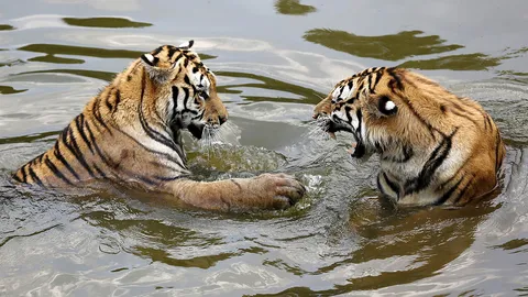 หยอกเอินกันในสระ