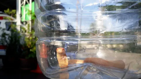  'งูเห่าเผือก'หายาก ซ่อนพุ่มไม้หมู่บ้านหรูภูเก็ต จับส่งป่าเขาพระแทว