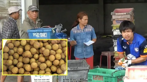 ลำไยราคาดิ่งเหว ผลผลิตเยอะจัดล้นตลาด ชาวสวนพะเยาทำใจ ขาดทุนแน่นอน