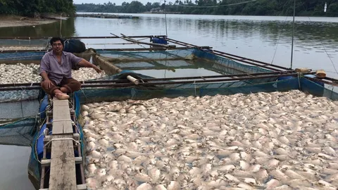 ปรากฏการณ์แปลกที่สุราษฎร์ฯ น้ำลงแล้วไม่ขึ้น ปลากระชังตาย เจ๊งนับล้าน