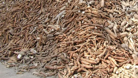 อคส. บี้โกดัง รับซื้อมันเส้นเน่า ดีกว่าจ่ายค่าฝากเก็บเดือนละ 7 ล้าน