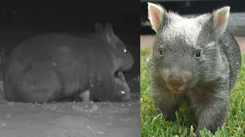 วอมแบตจมูกขนเกิดใหม่หนึ่งในพันธุ์หายากของโลก