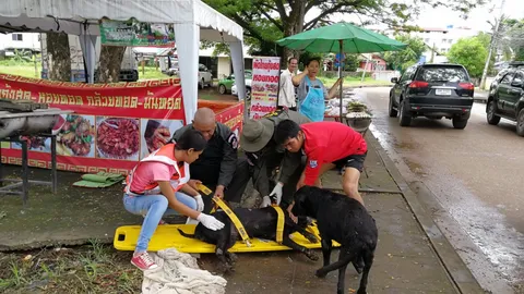 สุดซึ้ง หมารักเมีย กำลังท้องโดนจยย.ชนแล้วหนี ตัวผู้คอยเฝ้าไม่ยอมห่าง