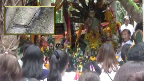 งูเลื้อยหนีน้ำ ซุกต้นมะเดื่อยักษ์ คำชะโนด คอหวยเชื่อให้โชค ตีเลข 11, 18