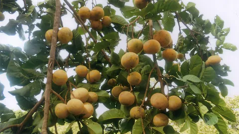 “กระท้อนผอบทอง” แท้ต้องสุกก่อนพันธุ์อื่น