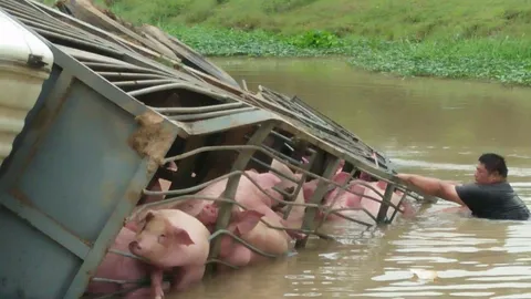 ไม่ถึงโรงเชือด รถขนหมูพุ่งลงคลอง จมน้ำตาย82ตัว สลด!เสียงร้องทุรนทุราย