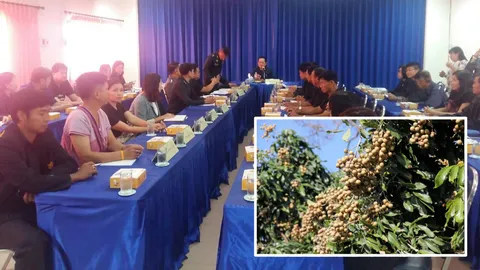 ชาวสวนลำพูนระทมหนัก ลำไยราคาตกขาดทุนยับ วอนนายกฯ ช่วยด่วน