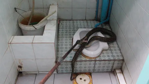 โผล่มันทุกที่ งูเหลือมยาวกว่า 2 เมตร ในโถส้วม ร้านอาหารที่เบตง