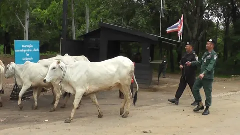 ต้อนกันเหนื่อย วัวเขมรลอบเข้าเมือง พันธุ์ผสมบรามัน หลงมาทั้งฝูง 12ตัว 