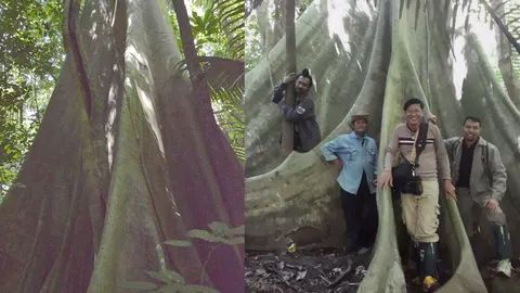 พบ “ต้นสมพงษ์” ไม้หายากในผืนป่าแม่วงก์ อายุกว่า 100 ปี ขนาด 30 คนโอบ