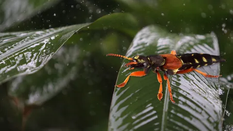 ท้องแตกเมื่อไหร่งานเข้า! แมลงก้นกระดก ระบาดหน้าฝน เตือน อย่าบี้-ตบ เสี่ยงโดนพิษ