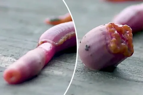 ทายสิตัวอะไร? สัตว์ใต้ท้องทะเล หน้าตาเหมือนมนุษย์ต่างดาว (คลิป)