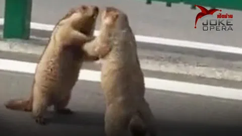 กระรอกยักษ์ทำศึกมวยปล้ำ