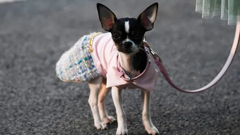 สุนัขโบราณแยกสายพันธุ์จากหมาป่าเมื่อ 40,000 ปีที่แล้ว