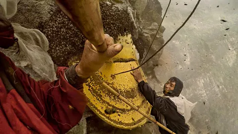 นักล่าน้ำผึ้ง! ชมรังผึ้งหลวง อลังการเทือกเขาหิมาลัย