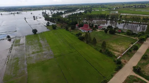 ข้าวยังเขียว ต้องเร่งเกี่ยวขาย บางระกำจ่ออ่วม มวลน้ำทะลักจากสุโขทัย  