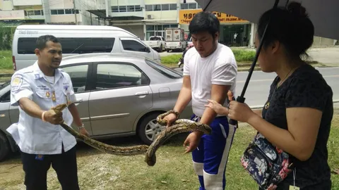 หรือจะให้โชค! สาวจอดเก๋งให้งูข้ามถนน กลับเลื้อยขดใต้ท้องรถ แจ้งมูลนิธิจับ (คลิป)