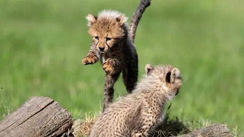 กระโดดข้ามหลัง