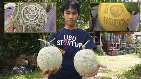 ศิษย์เก่ามหา'ลัยอุบลฯ ปลูกพืชผ่านสมาร์ทโฟน-วาดลายบนผลเมลอนเพิ่มมูลค่า