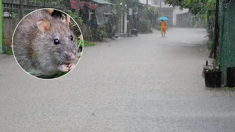 ระวังโรค "ไข้ฉี่หนู"