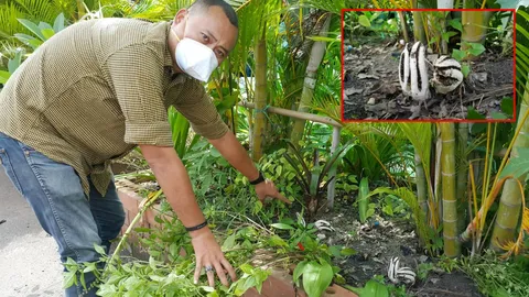 เหม็นมาราธอน! เห็ดปลาหมึกโผล่โรงพักอุดรฯกว่าสิบดอก กลิ่นโชย2เดือน (คลิป)